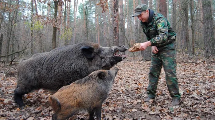 Завоевание кабанами: как дикие вепри вторгаются в города и создают хаос